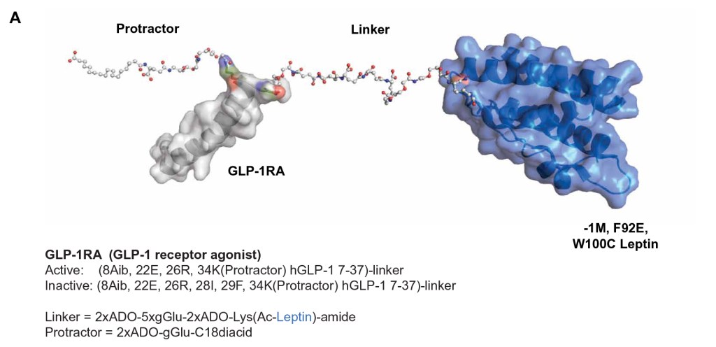 This potential new therapy harnesses the power of the hormone GLP-1 while activating the receptor for the hormone leptin. Both hormones help you feel full and less interested in food.